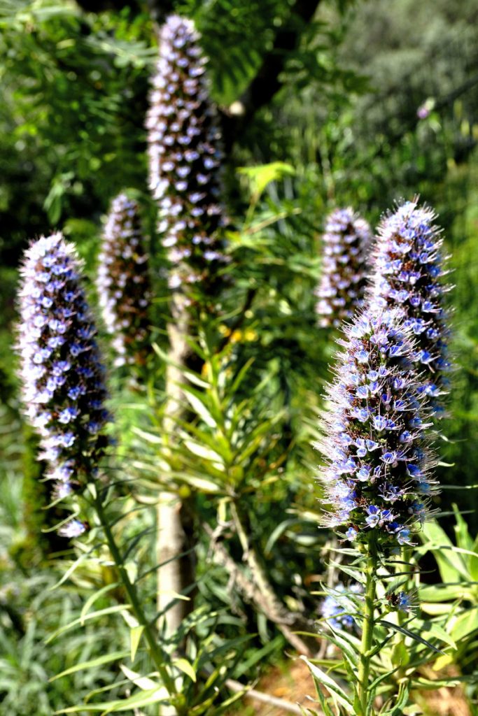 Area verde giardino